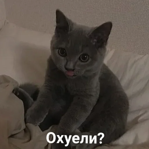 кошка животное домашняя кошка