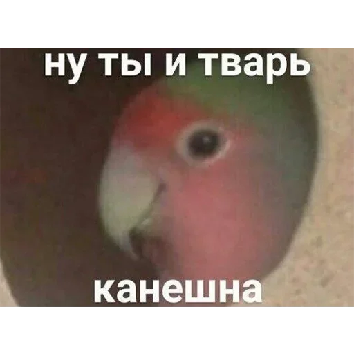 животное птица попугай