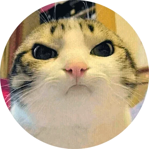 млекопитающее животное кошки малого и среднего размера