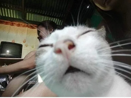 Стикер Котики :: @fStikBot - 11