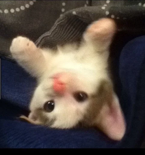 Стикер Котики :: @fStikBot - 3