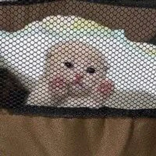 Котики :: @fStikBot - 