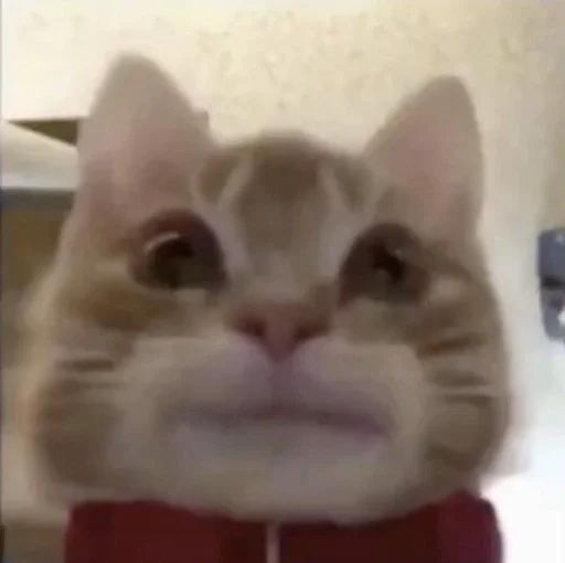 Стикер Котики :: @fStikBot - 2