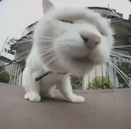 Стикер Котики :: @fStikBot - 1