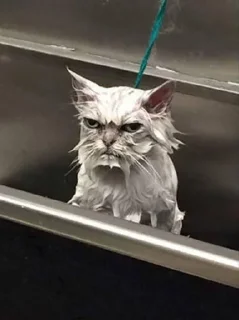 Sticker Cat cute ➪ @wiiwwwiiw - 4