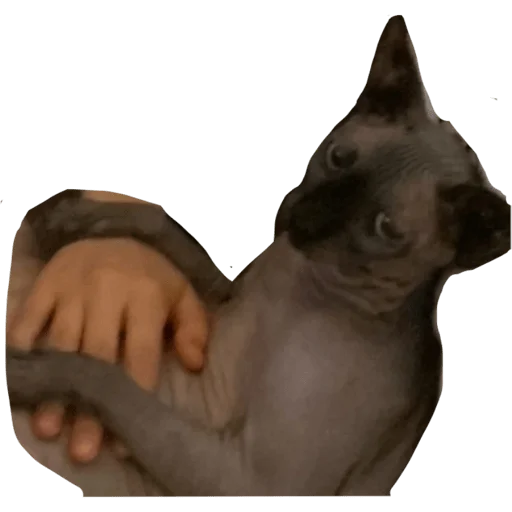 Sticker Chistiankii - 7