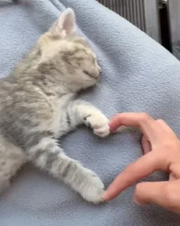 Sticker Больше стикеров 👉🏼 @stickers_gifs0 - 4