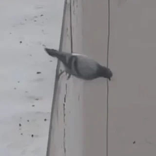 Sticker Серфчат:@m1kees - 6