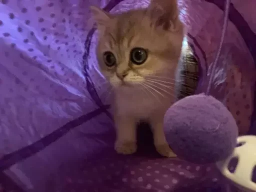 Sticker CfRKLU_by_stickers_stealer_bot - 1