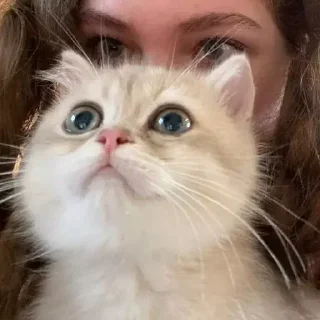 &#x421;&#x442;&#x438;&#x43A;&#x435;&#x440; &#x411;&#x43E;&#x43B;&#x44C;&#x448;&#x435; &#x441;&#x442;&#x438;&#x43A;&#x435;&#x440;&#x43E;&#x432; &#x442;&#x443;&#x442;: @allstickers_tg - 6