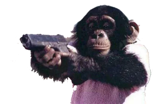 mammal animal primate