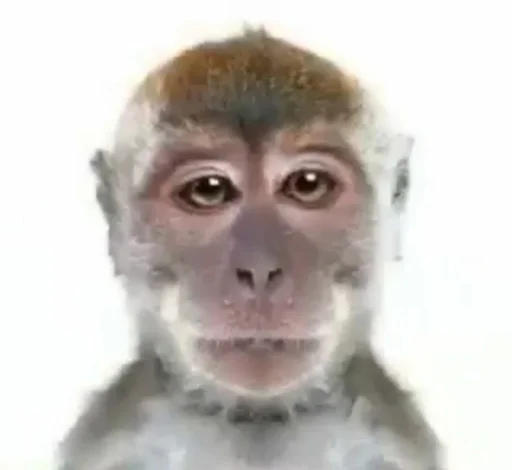 primate mammal animal