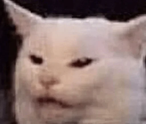 млекопитающее животное кошка