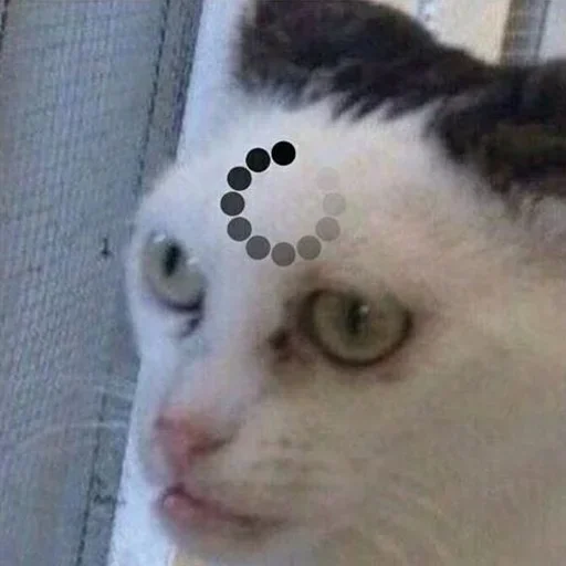 животное млекопитающее кошка