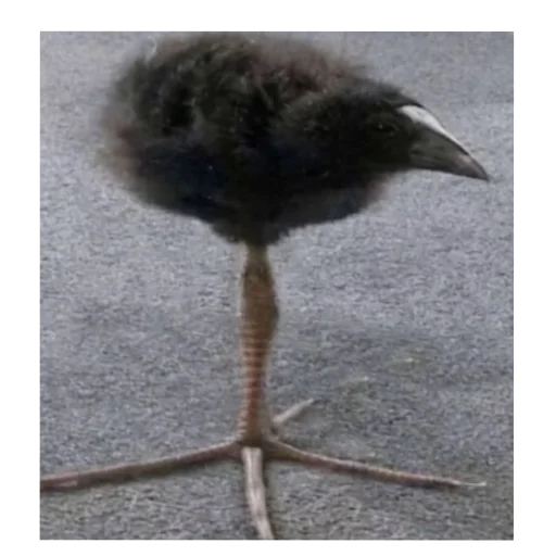 Стикер Chainavelo - 1