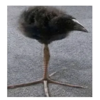 Sticker Абоба - 4