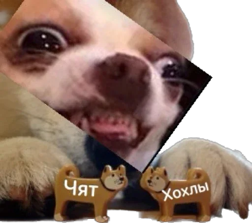 Sticker ChatSalo - 1