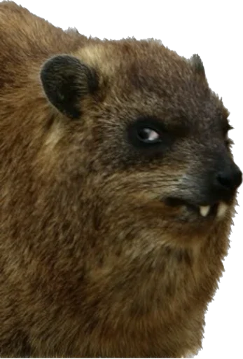 Стикер ChatSalo - 1