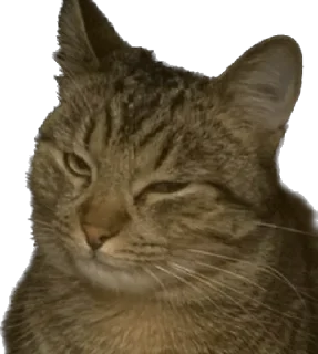 Sticker Чат адского кутежа Saloboy - 2