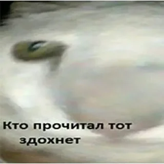 Sticker @chatt23 - НАШ ЧАТ - 2