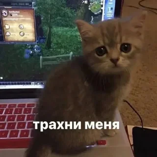 Sticker @chatt23 - НАШ ЧАТ - 8