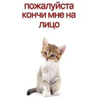 Sticker @chatt23 - НАШ ЧАТ - 7