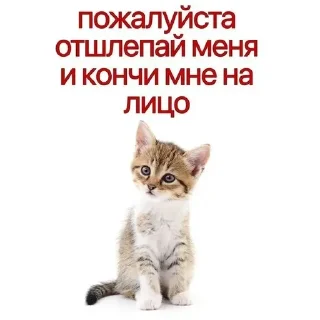 Sticker @chatt23 - НАШ ЧАТ - 1