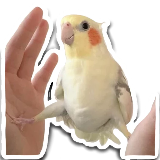 Стикер Che9999 - 1