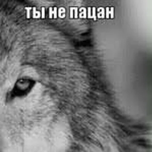 Стикер CheNakhuy - 1