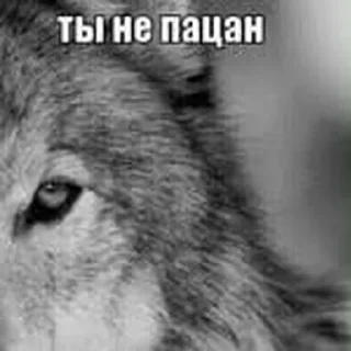 Стикер Чё нахуй — @ukrainianrzhekich - 10