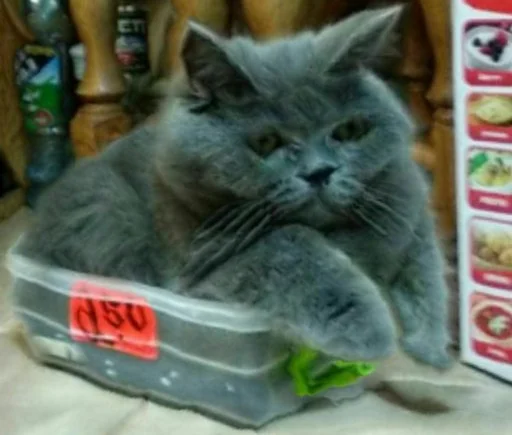 кошки малого и среднего размера кошачьи усы