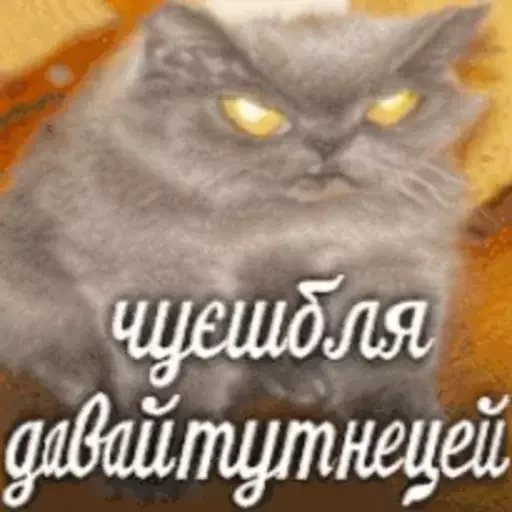 animal domestic cat cat