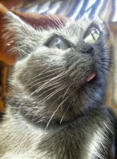 mammal domestic cat animal