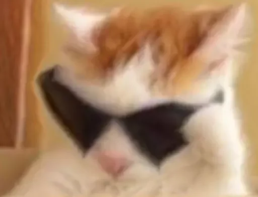 кошка одежда бабочка