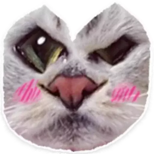 мех животное кошачьи