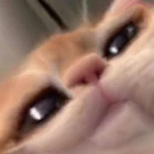 животное Макросъемка кошка