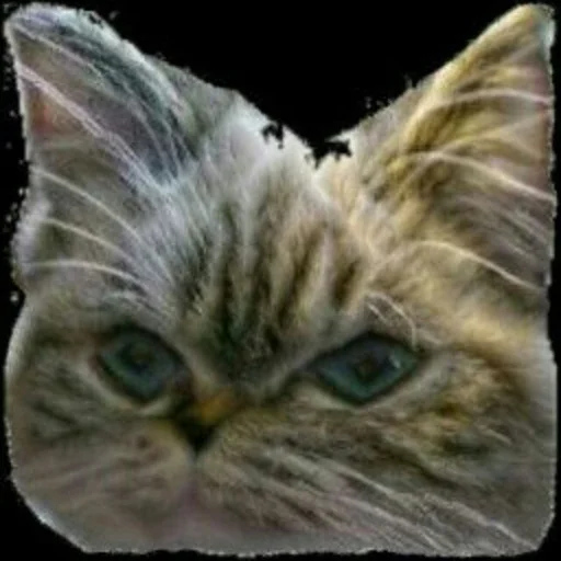 животное млекопитающее кошка