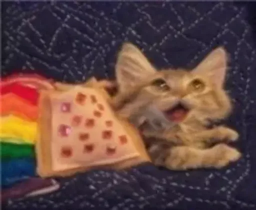 котёнок кошки малого и среднего размера кошачьи