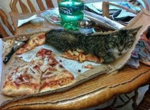 пицца фаст-фуд кошка