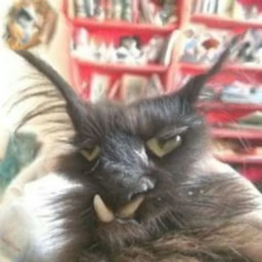 домашняя кошка кошка млекопитающее