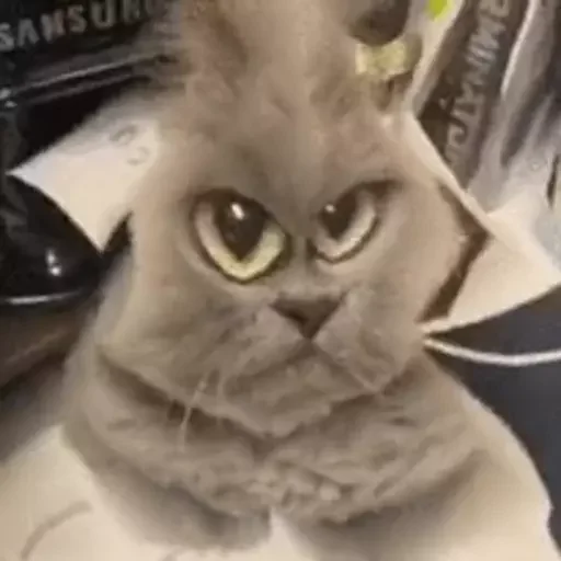 кошка животное кошки малого и среднего размера