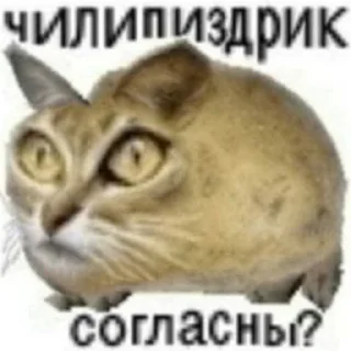 Чилипиздрик - кошка