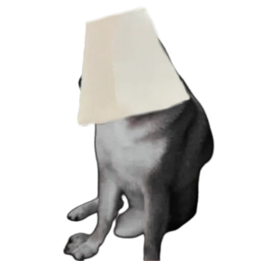 млекопитающее черно-белый бумажное полотенце