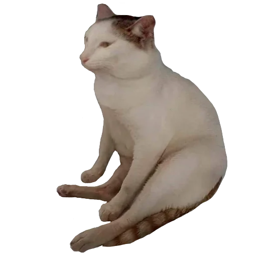 животное млекопитающее кошка