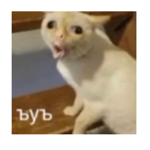 animal mammal domestic cat