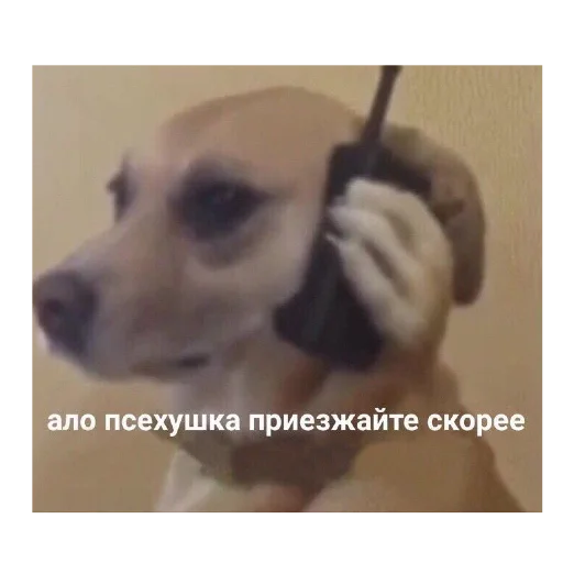 dog breed pet animal