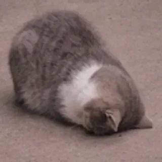 Sticker Че 🤨 - 11