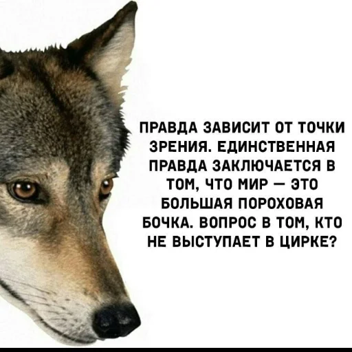 животное млекопитающее собака