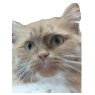 Sticker Чат-помощи - 1