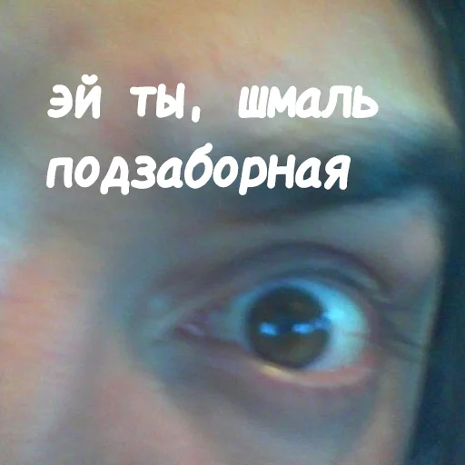 Sticker Chesters_all - 1